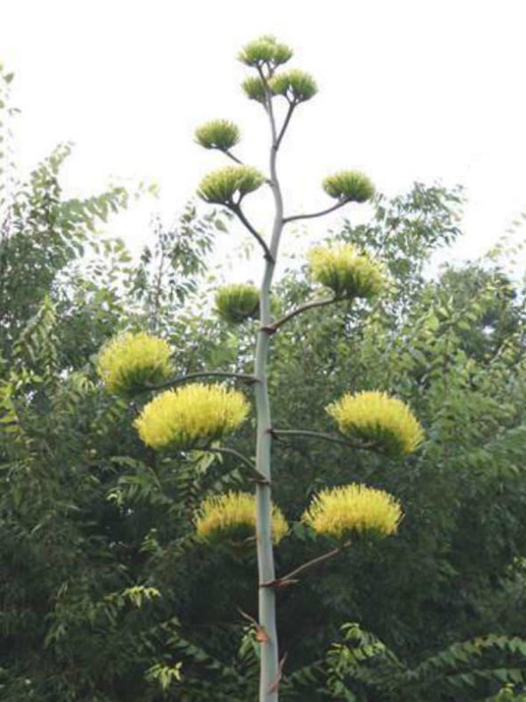 Agave asperrima (Rough Agave)