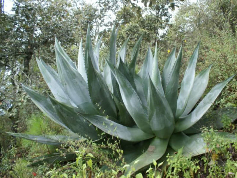 Agave atrovirens (Pulque Agave)