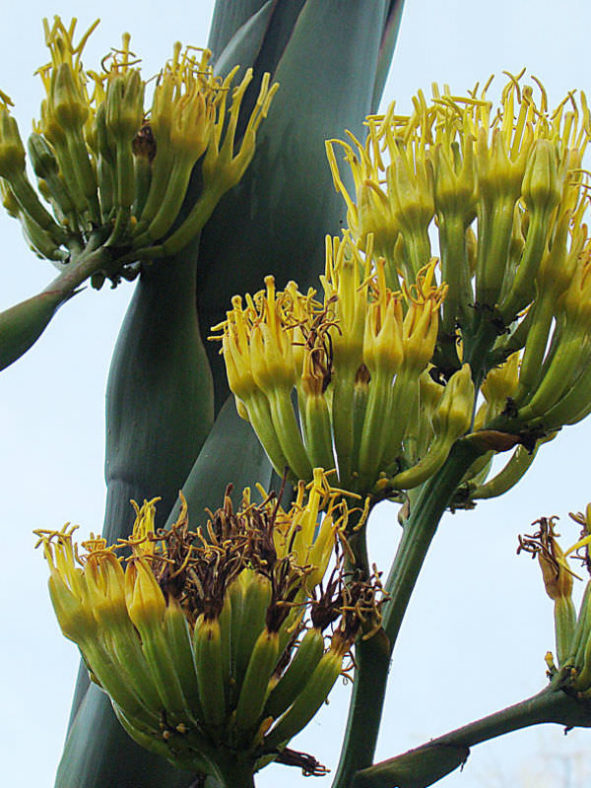 Agave atrovirens (Pulque Agave)