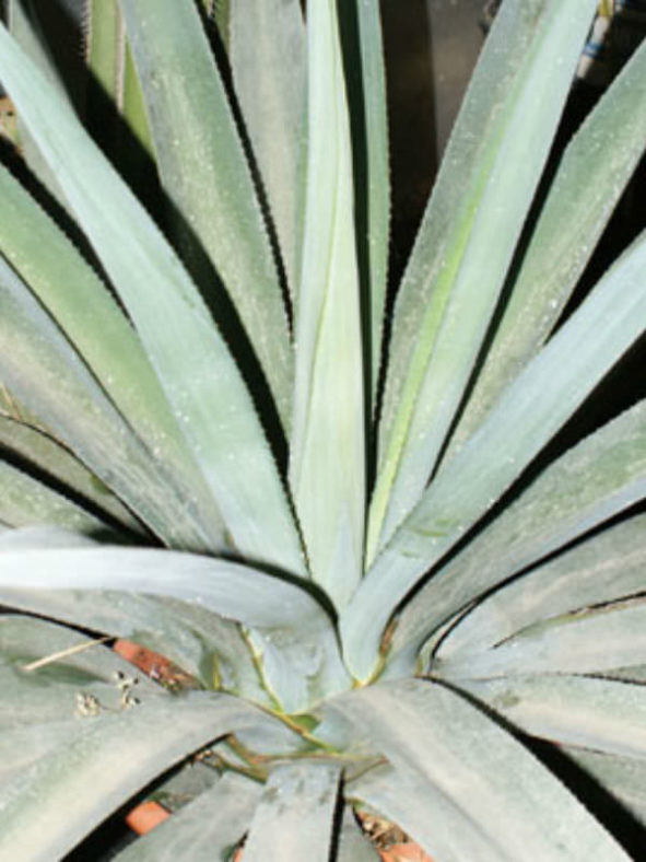 Agave cantala (Bombay Aloe)