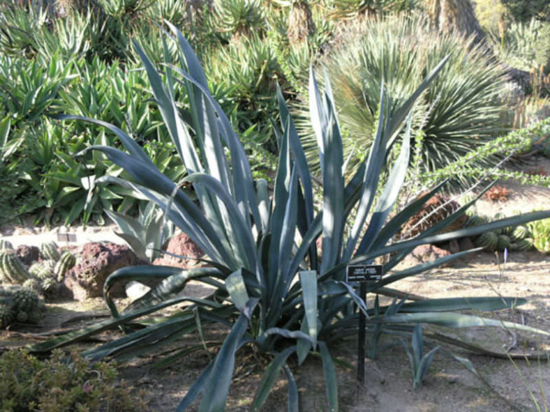 Agave cantala (Bombay Aloe)