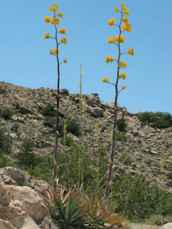 Agave chrysantha - Golden Flowered Century Plant