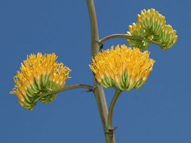 Agave chrysantha - Golden Flowered Century Plant