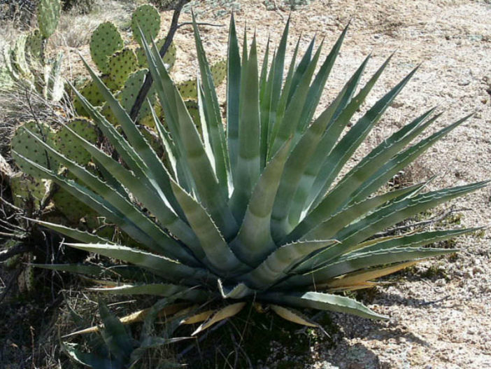 Agave chrysantha - Golden Flowered Century Plant