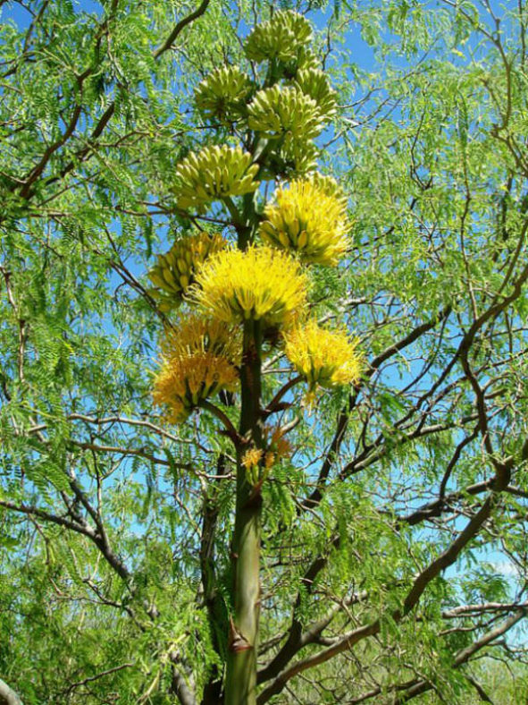 Agave chrysantha - Golden Flowered Century Plant