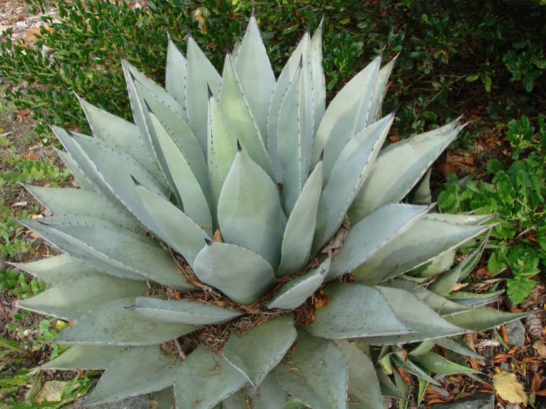 Agave Deserti (Desert Agave) - World Of Succulents