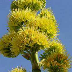 Agave Deserti (Desert Agave) - World Of Succulents