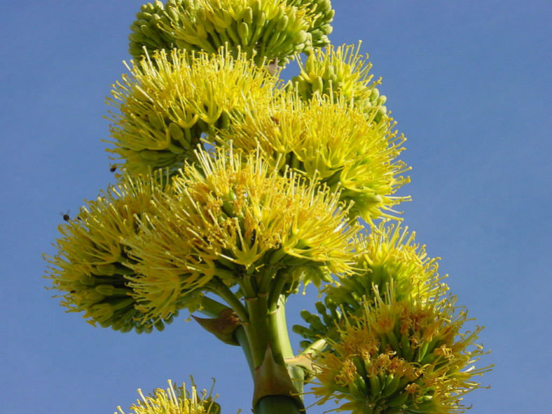 Agave deserti - Desert Agave