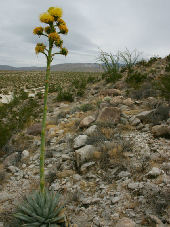 Agave deserti - Desert Agave