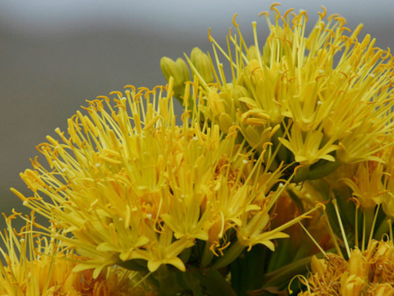 Agave deserti - Desert Agave