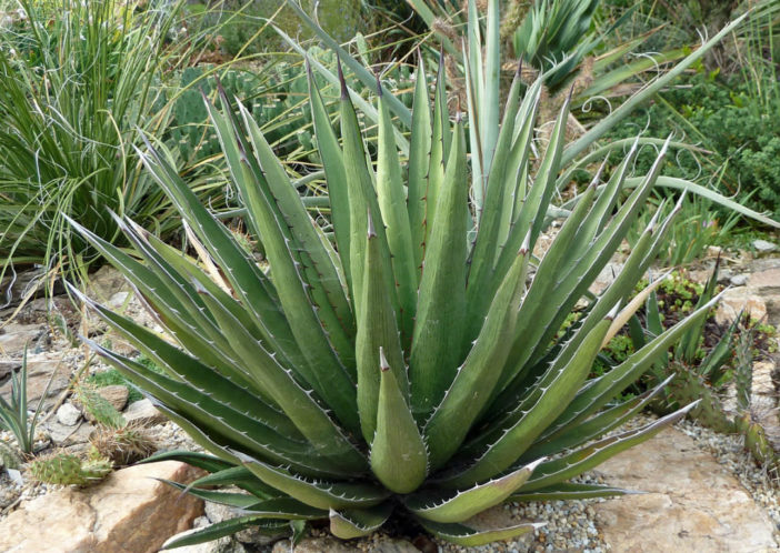 Agave lechuguilla - Lechuguilla Shin Dagger