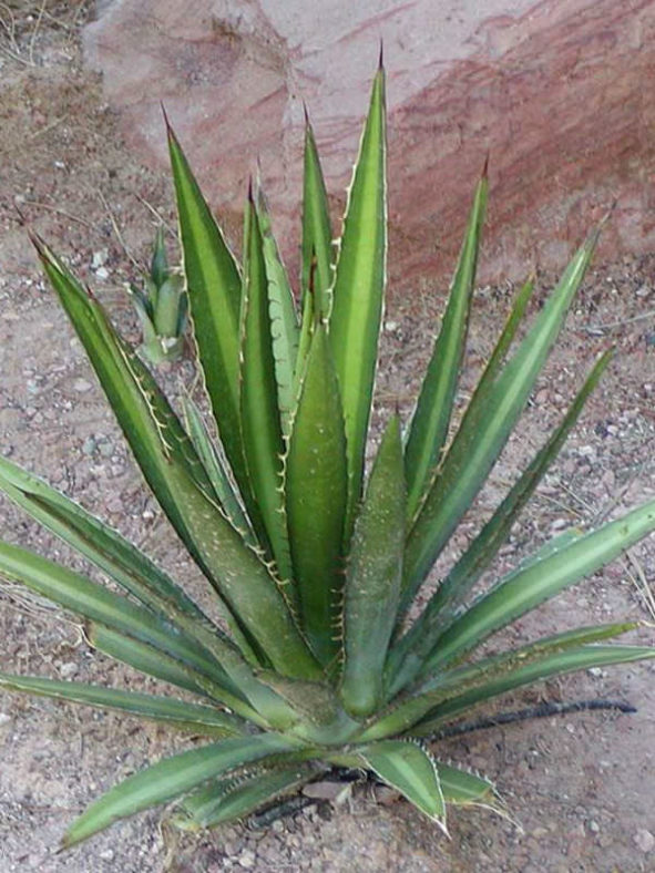 Agave lechuguilla - Lechuguilla Shin Dagger