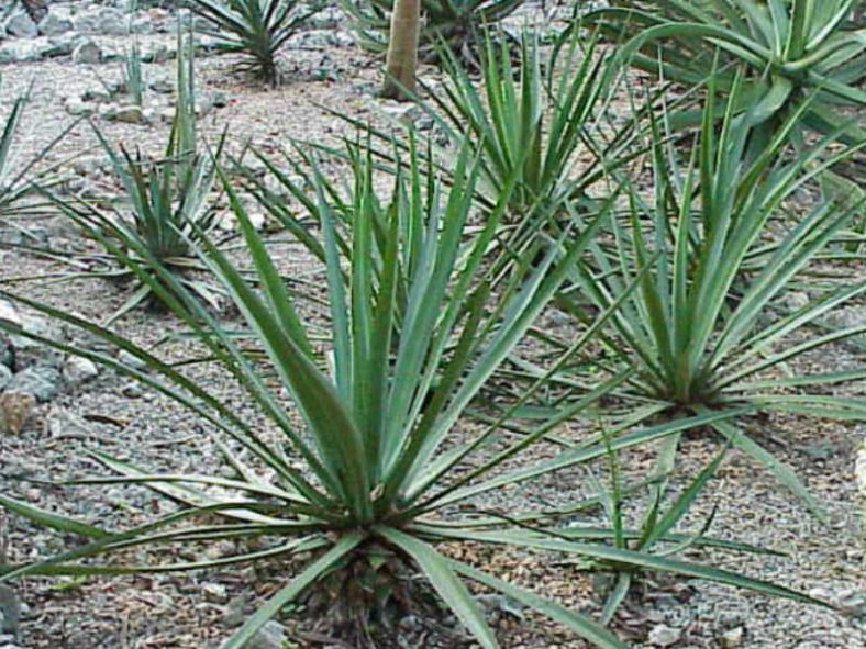 Agave lechuguilla - Lechuguilla Shin Dagger