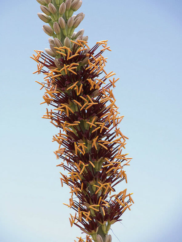 Agave lechuguilla - Lechuguilla Shin Dagger