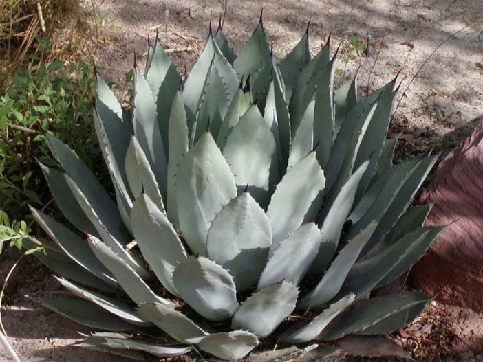 Agave palmeri - Palmer's Century Plant