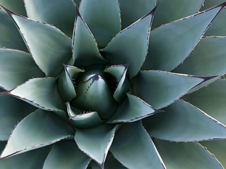 Agave palmeri - Palmer's Century Plant