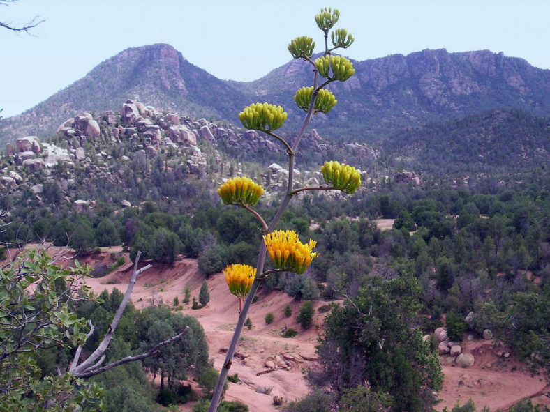 Agave palmeri - Palmer's Century Plant