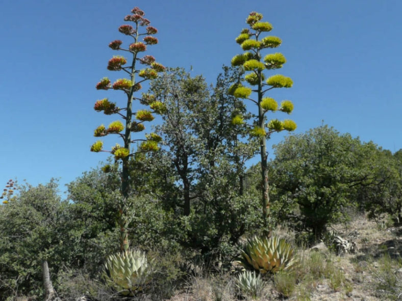 Agave parryi (Parry's Agave)