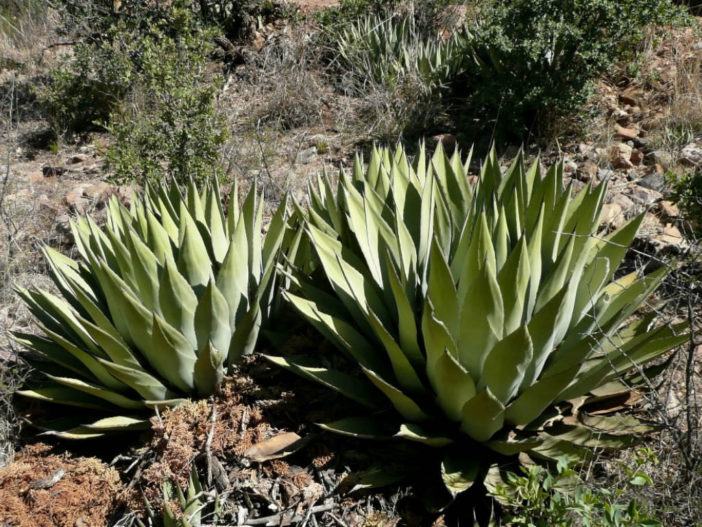 Agave parryi (Parry's Agave)