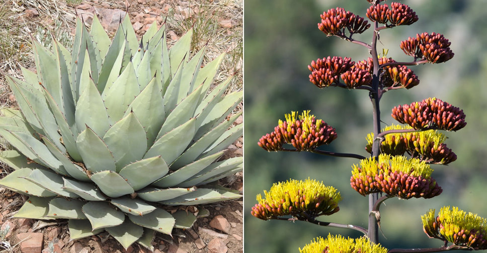 Agave parryi (Parry's Agave) - World of Succulents