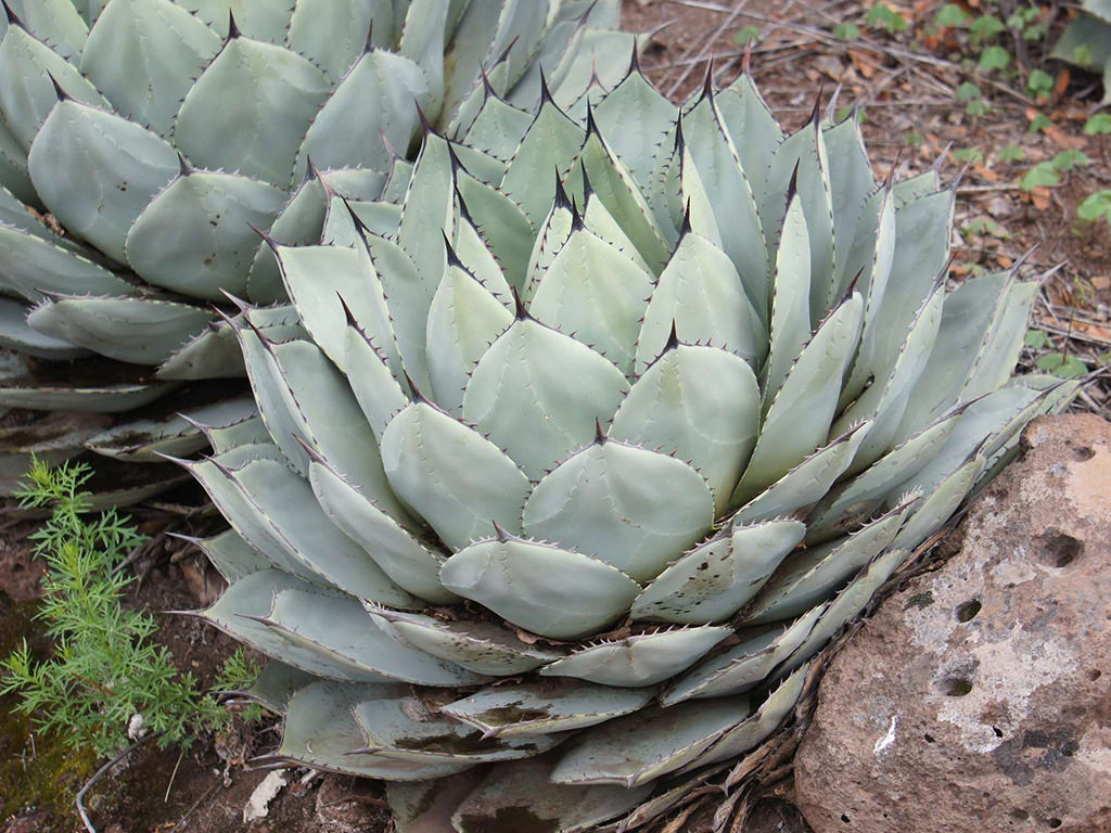 Agave parryi (Parry's Agave) - World of Succulents