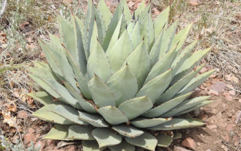 Agave parryi (Parry's Agave) Agave parryi (Parry's Agave)