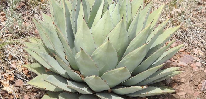 Agave parryi (Parry's Agave) - World of Succulents