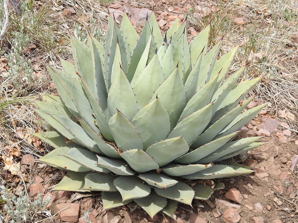 Agave parryi 'J.C.'s Shadow' 66パリー - 観葉植物