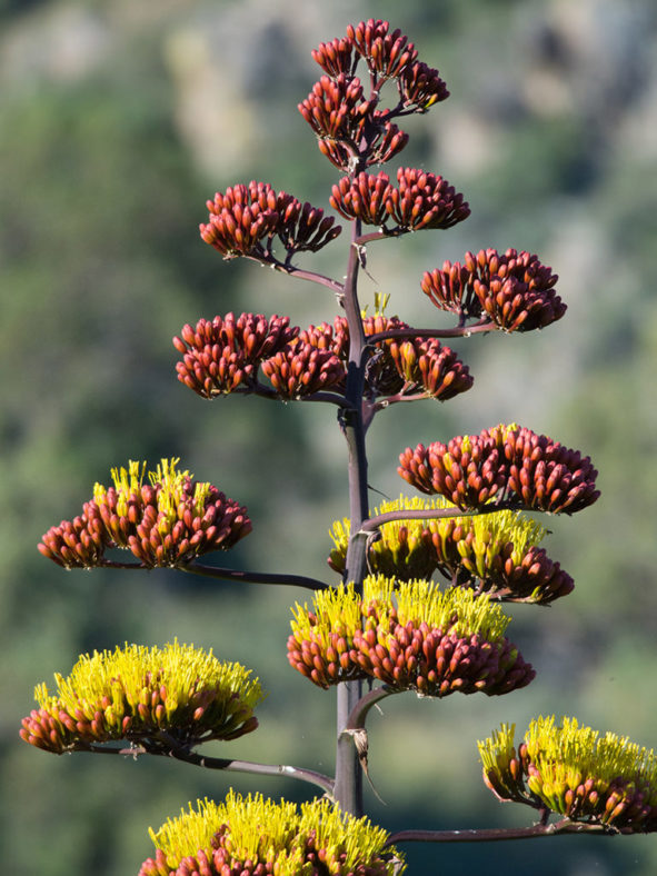 Agave parryi (Parry's Agave)