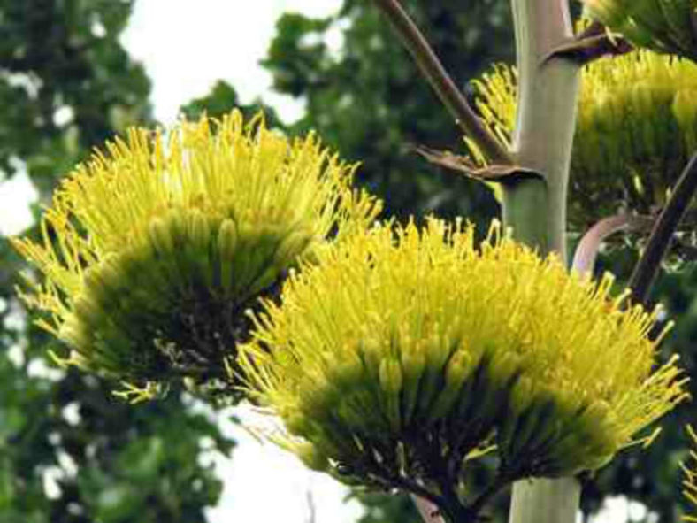 Agave salmiana - Pulque Agave Giant Agave
