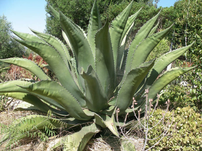 Agave salmiana - Pulque Agave Giant Agave