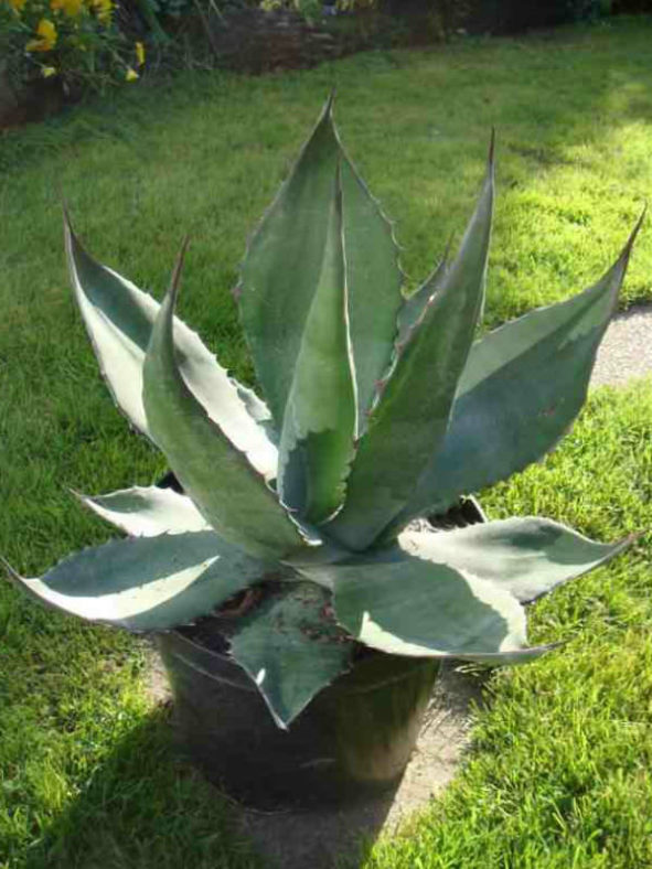 Agave salmiana - Pulque Agave Giant Agave