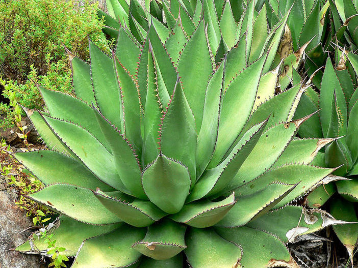 Agave shawii (Coastal Agave) - World of Succulents