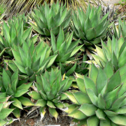 Agave shawii (Coastal Agave) - World of Succulents