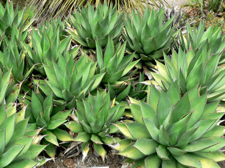 Agave shawii - Coastal Agave