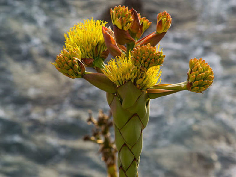 Agave shawii - Coastal Agave