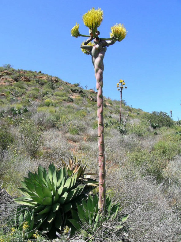 Agave shawii - Coastal Agave