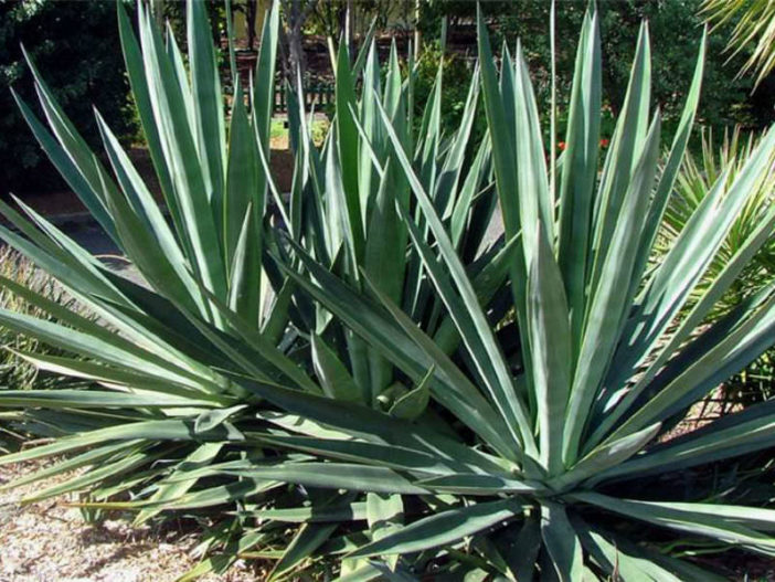 Agave sisalana - Sisal