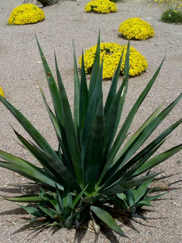 Agave sisalana - Sisal