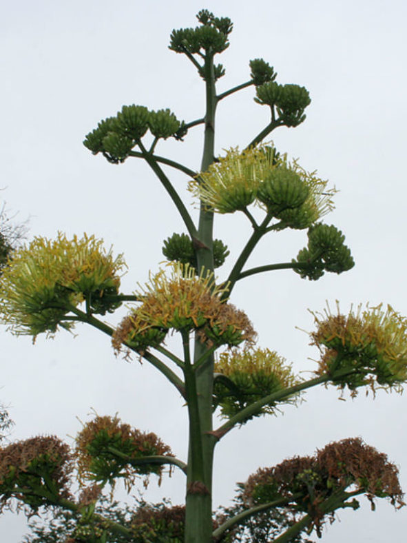Agave sisalana - Sisal