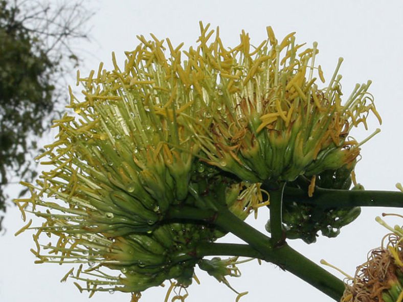 Agave sisalana - Sisal