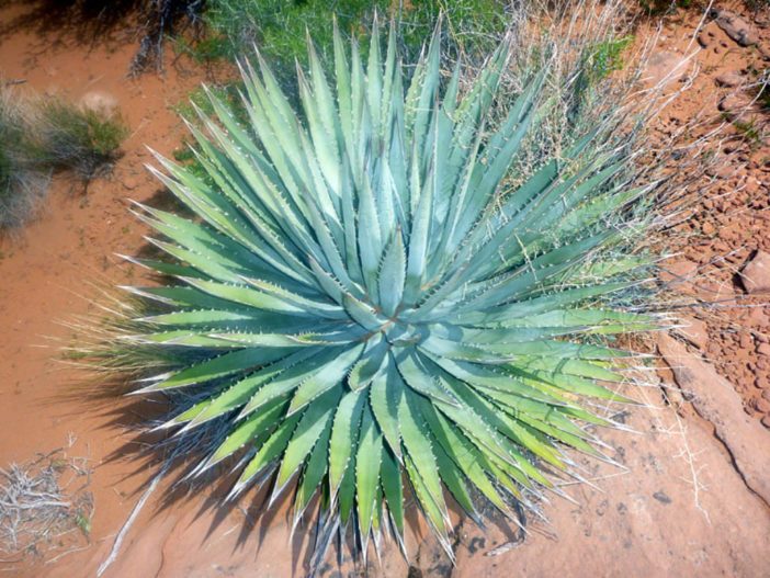 Agave utahensis - Utah Agave