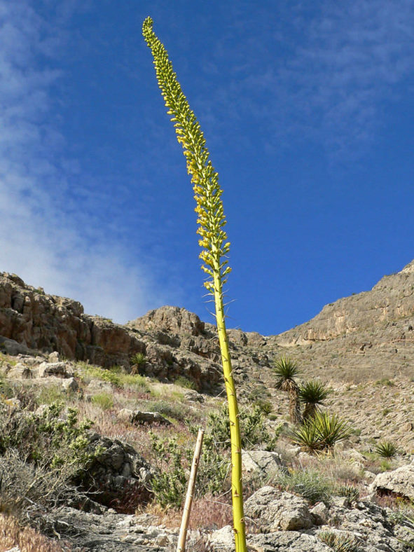 Agave utahensis - Utah Agave