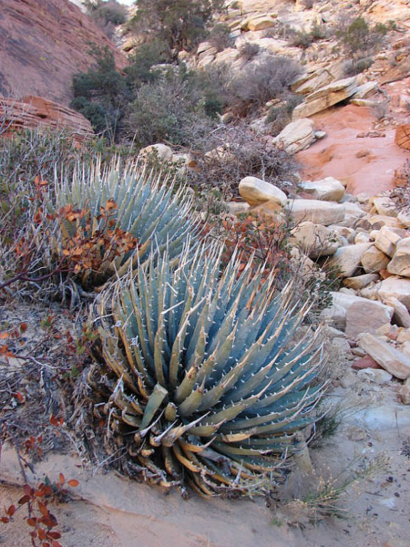 Agave utahensis - Utah Agave