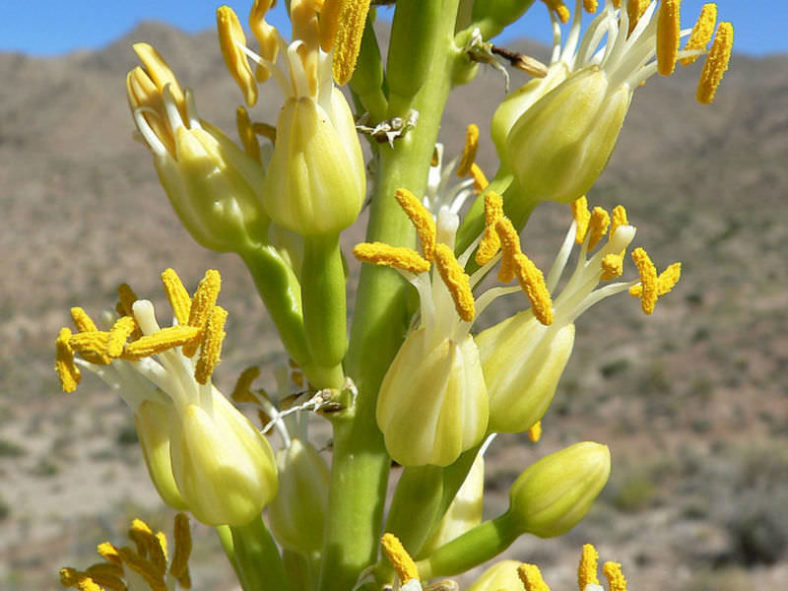 Agave utahensis - Utah Agave