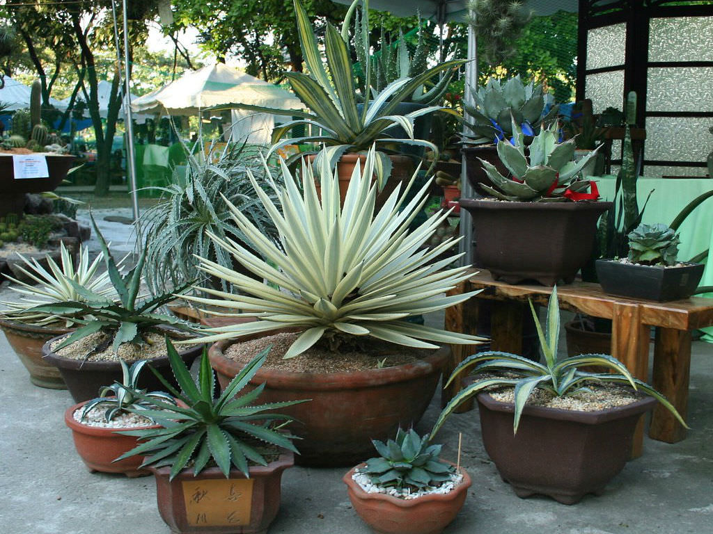 Potted Agave Plant