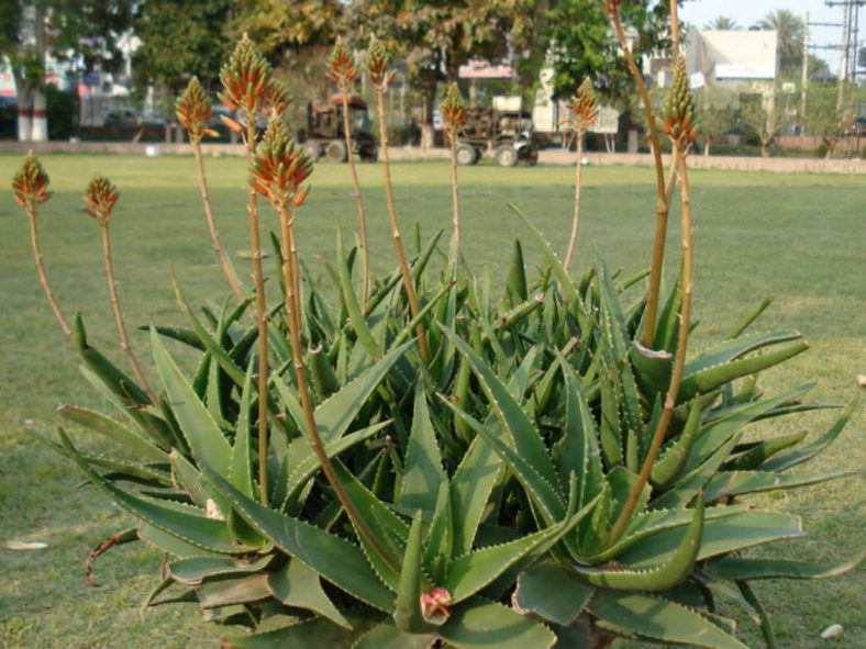 Aloe × delaetii