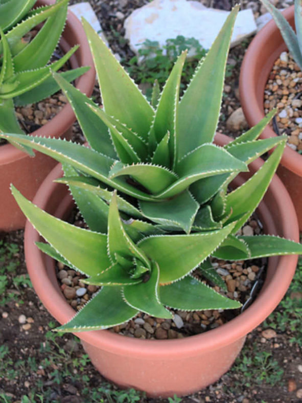 Aloe × delaetii