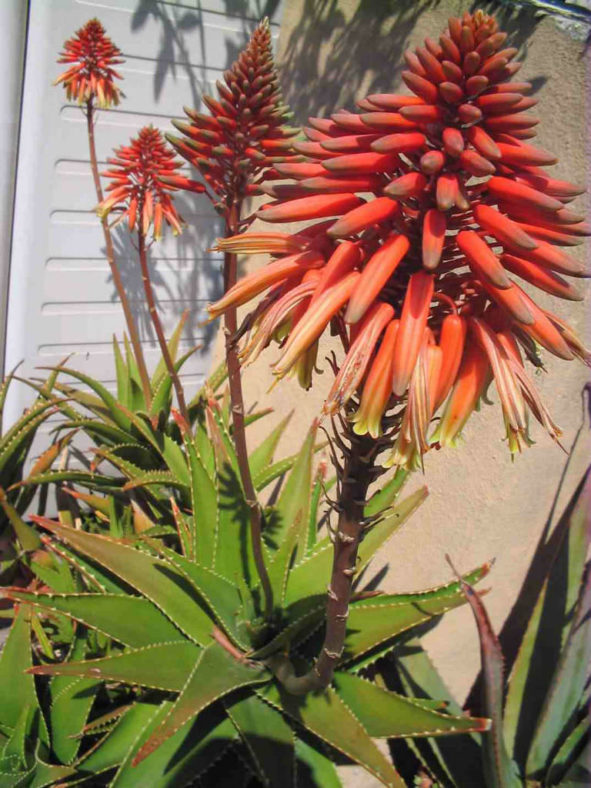 Aloe × delaetii