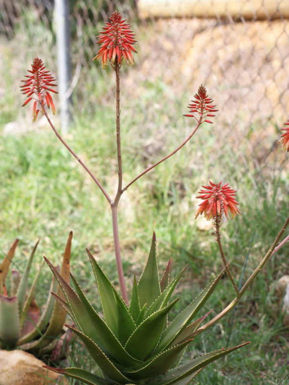 Aloe × delaetii